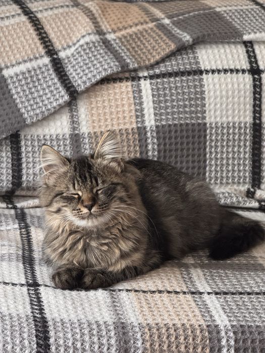 Смугасте кошеня, дівчинка