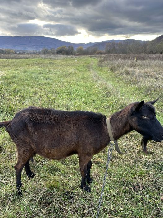 Продається коза.