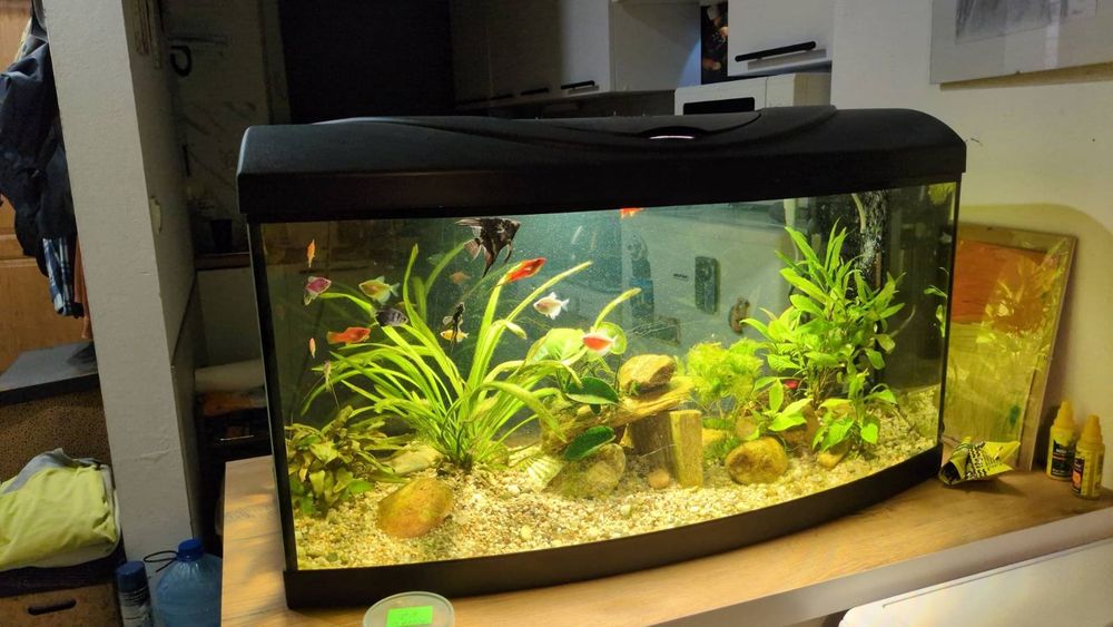 Sprzedam kompletne PANORAMICZNE akwarium 100L z wyposażeniem i rybami