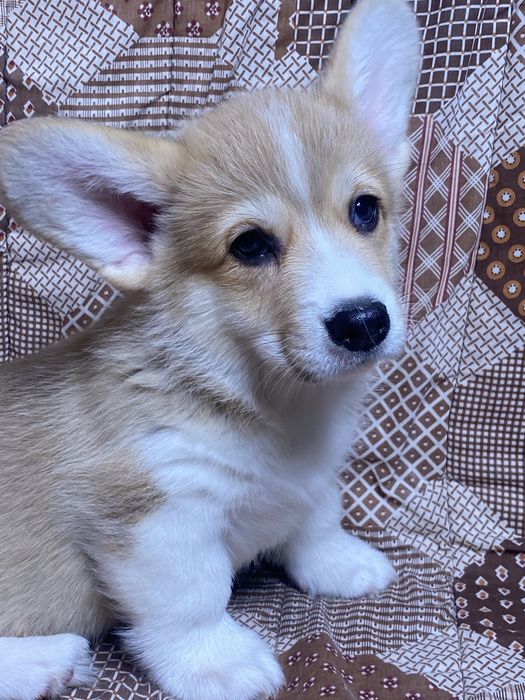 Вельш-корги пемброк (мальчики и девочки)