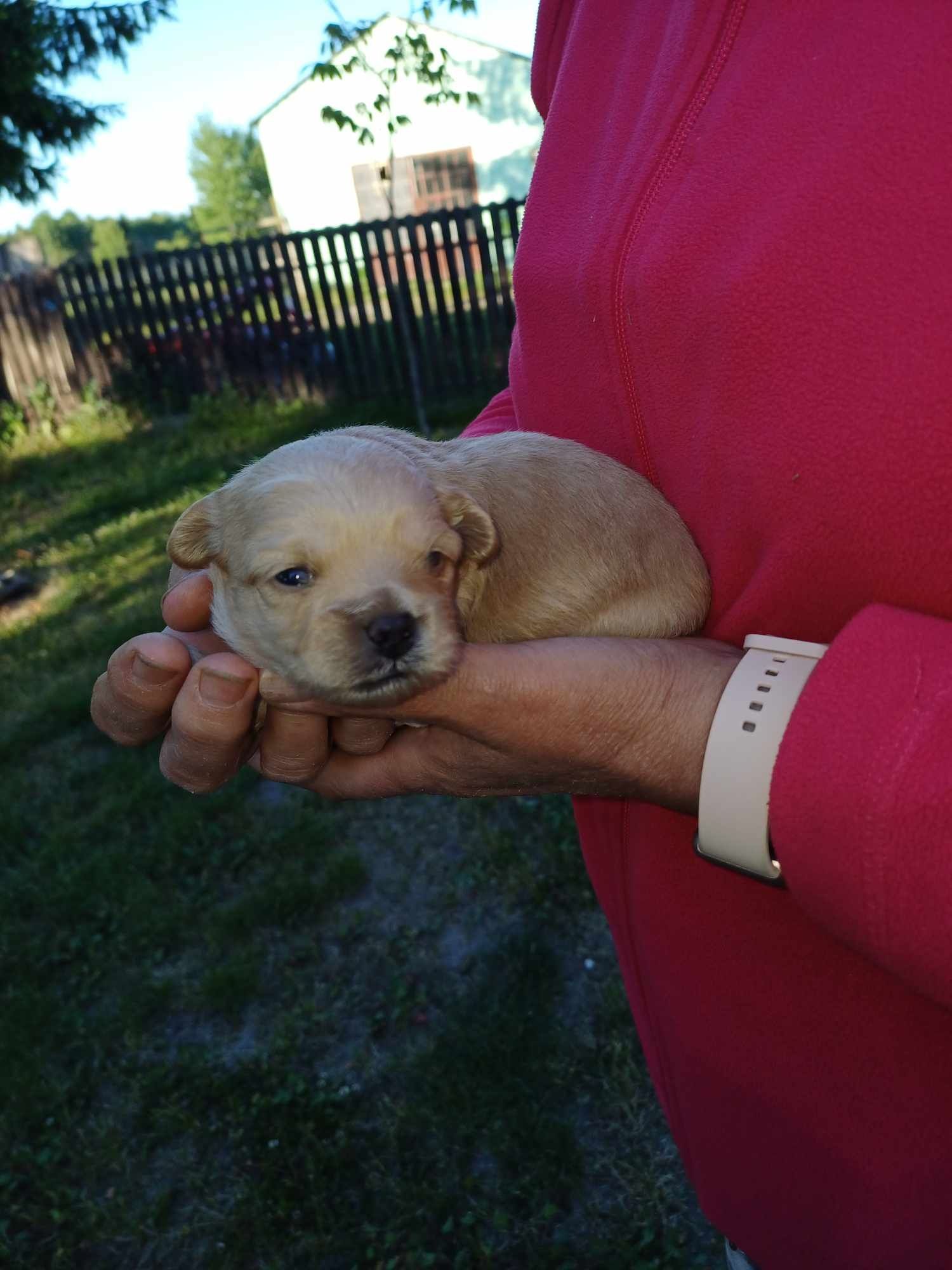 Maltipoo zapraszam