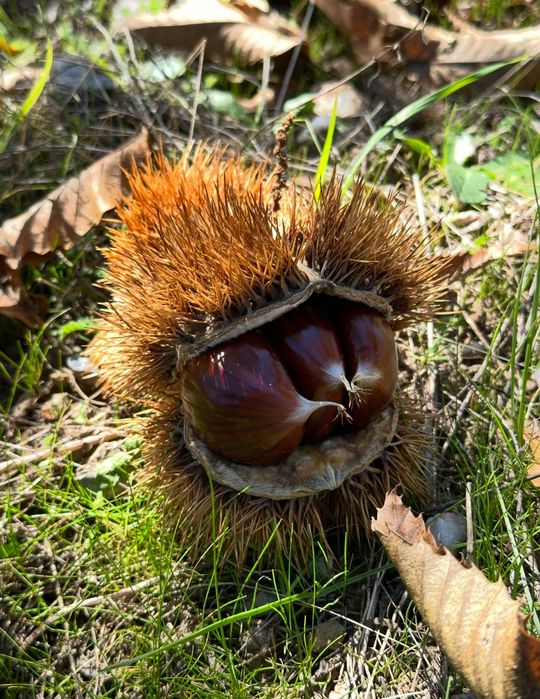 Castanhas transmontanas