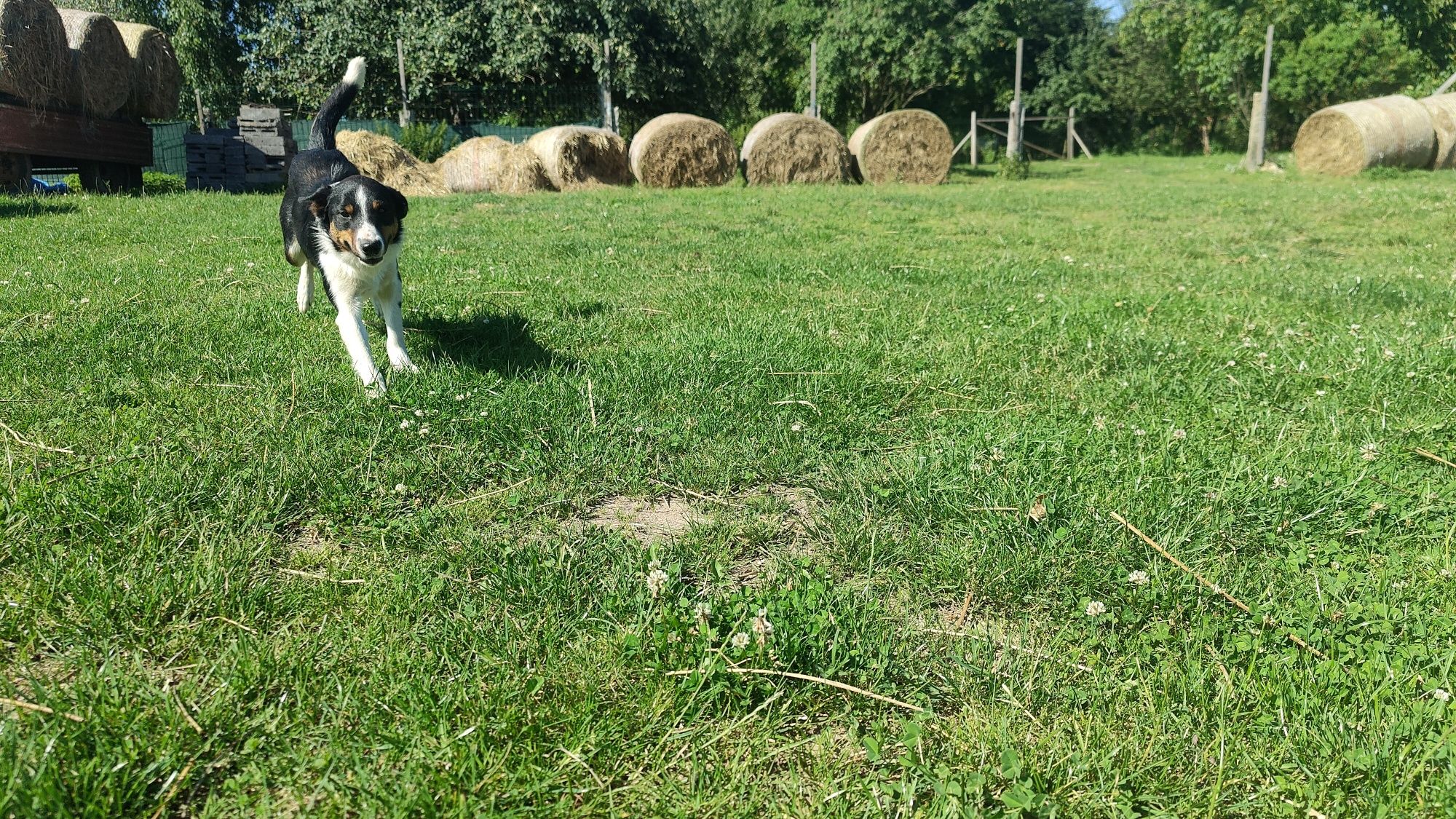 Destiny Border Collie ZKwP FCI