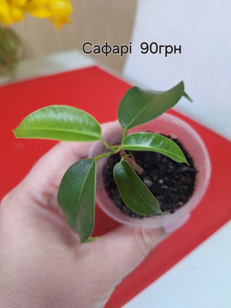 Малюка Фікусята Сафарі