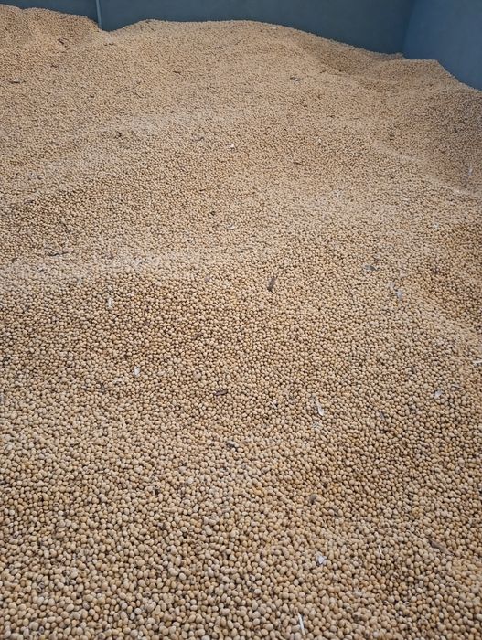 Soja nasiona odmiana ABACA