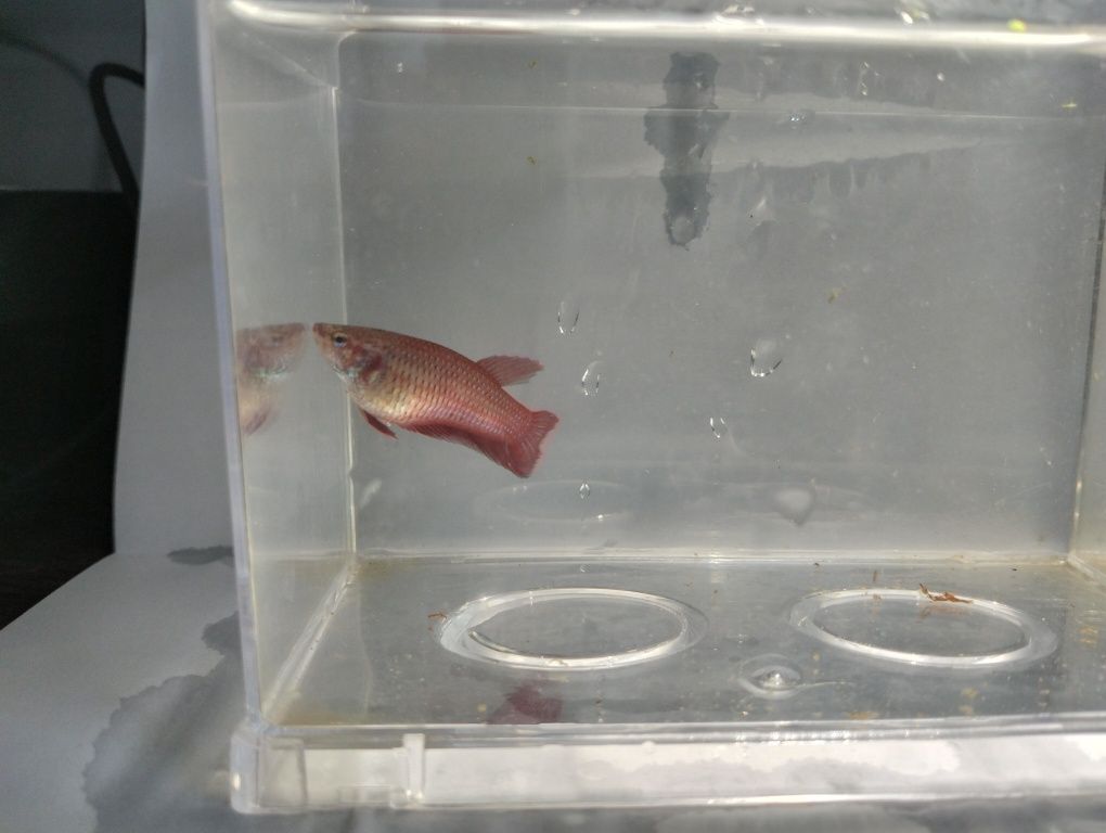 Bettas fêmeas variadas cores
