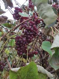 Bordowe winogrona
