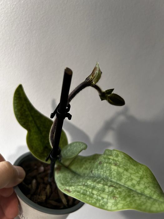 Orquidea Paphiopedilum Deperle e Maudiae Femma