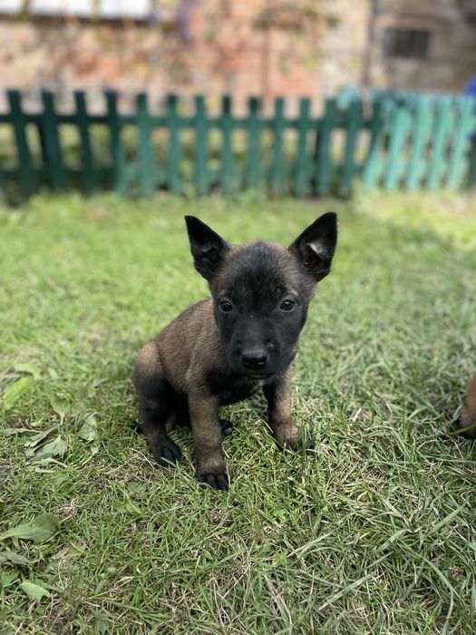 Щенки Бельгійської вівчарки Малінуа
