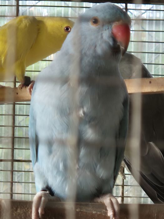 Ring necks criados à mão de 2025