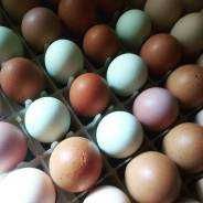 Кольоровий мікс інкубаційних яєць. Різні породи !