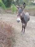 Burro com 4 anos