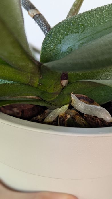 Орхідея фаленопсис мультифлора.