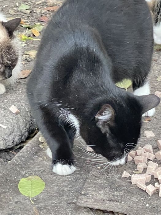 Котики в добрі руки