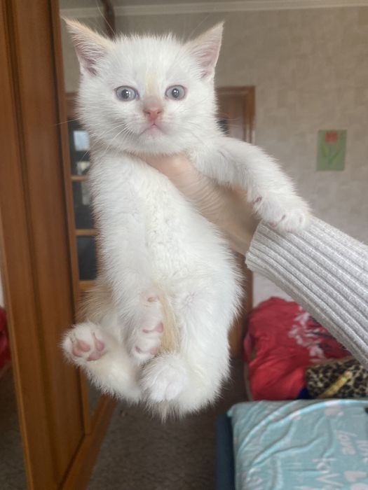 Радость в дом к деткам