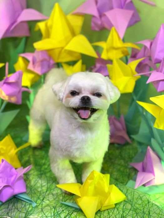 Стрижка собак вул. Робоча 97