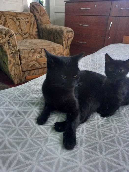 Віддам гарних котенят