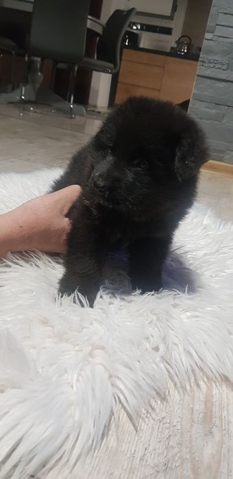 Owczarek niemiecki czarny pies zaszczepiony odrobaczony