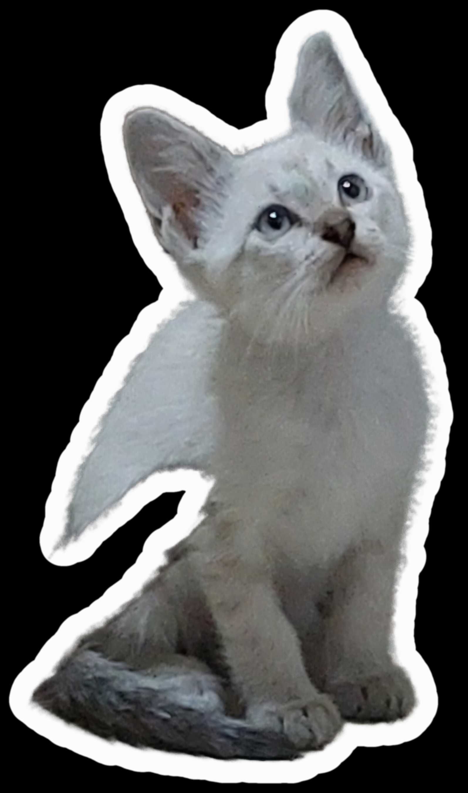 Gatinhos para Adoção