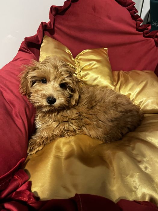 Maltipoo samczyk F1 z badaniami