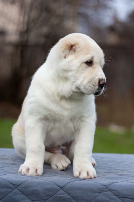 Очаровательная красотка Среднеазиатс