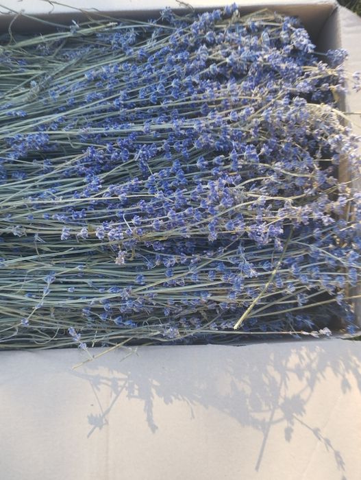 1 kg suszonej lawendy z łodygami