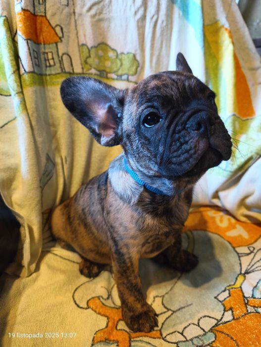 Buldog francuski, Piesek, Gotowy do odbioru, OMAR