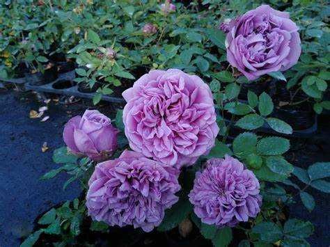 Розы японской селекции, более 20 сортов