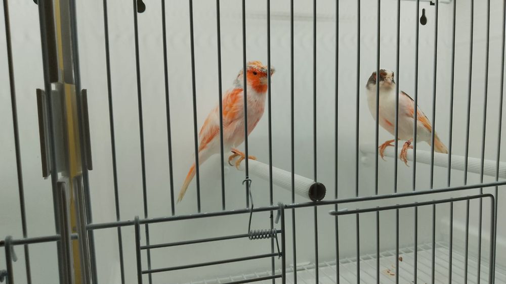 Kanarek kanarki arlekiny portugalskie 2024