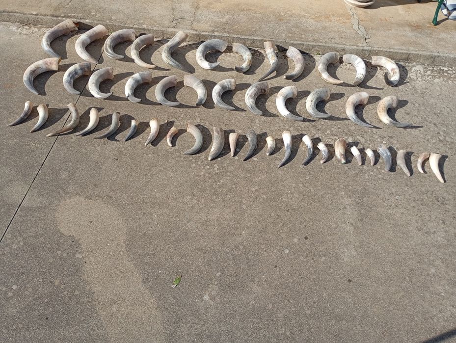 Cornos/chifres verdadeiros de bovinos  desemparceirados e parelhas