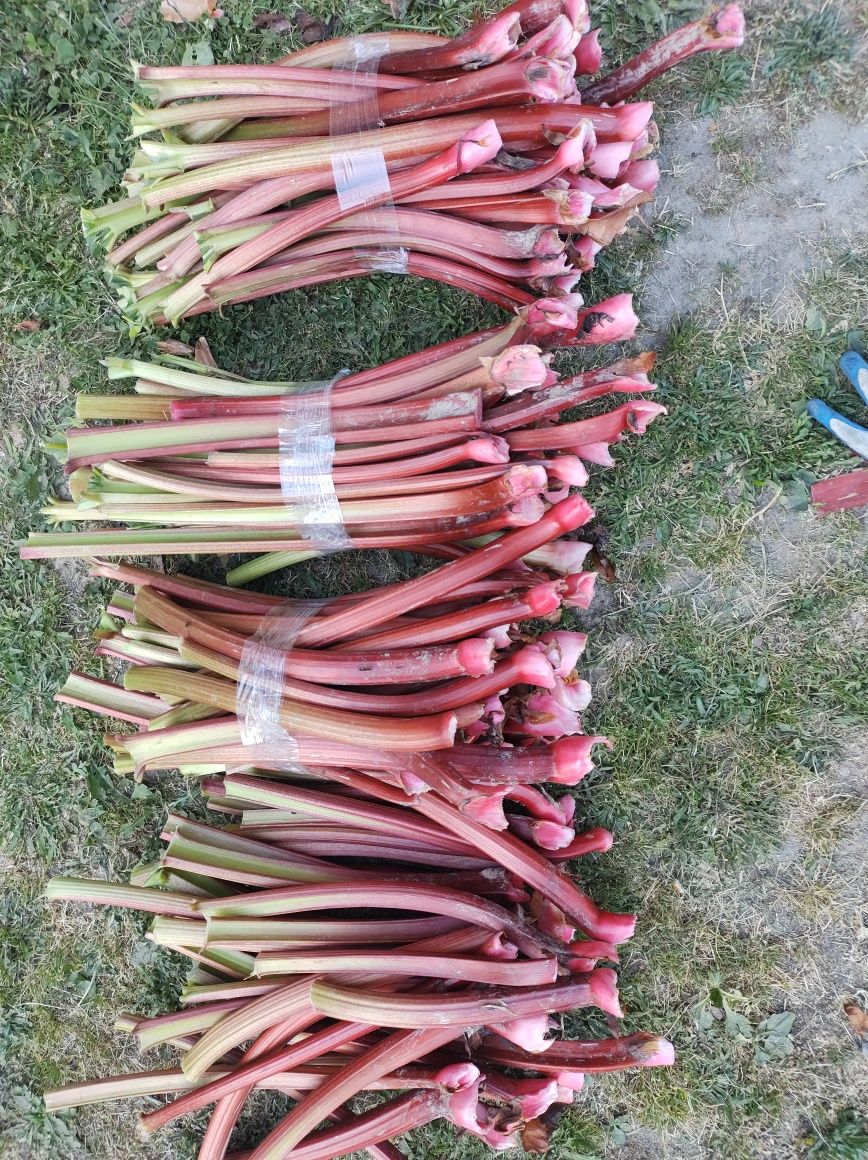 Rabarbar z własnej plantacji.