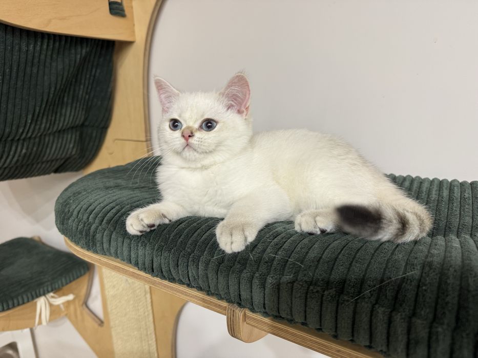 Kot kocur brytyjski POINT FIFE FPL Prawdziwy rodowód