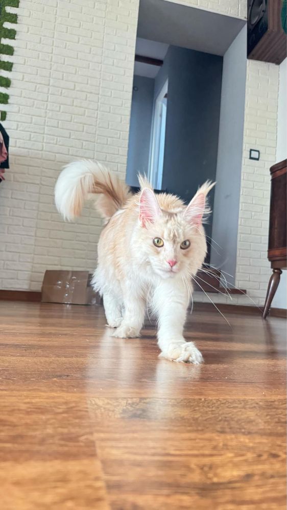Kotka maine coon
