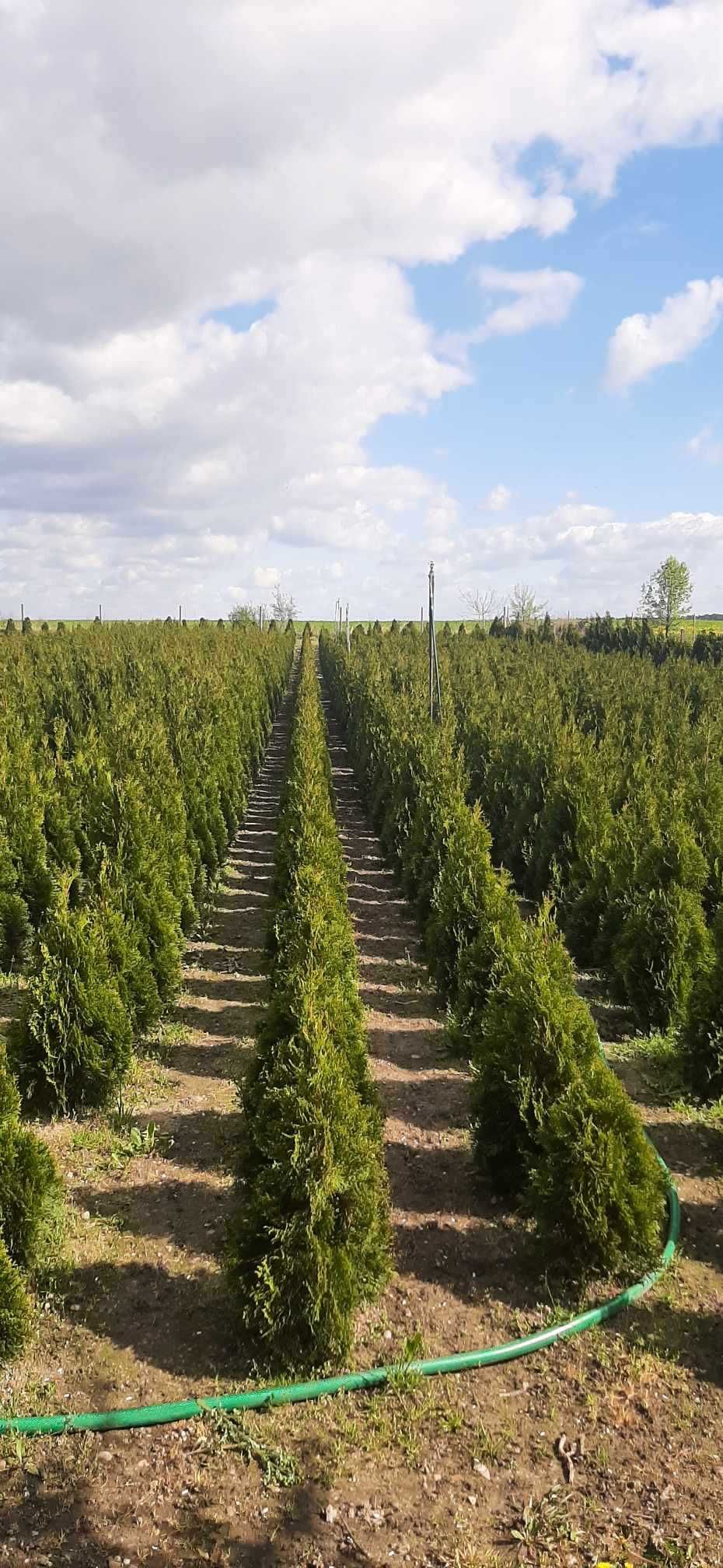 Tuja szmaragd thuja