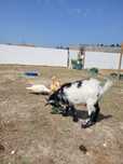 Cabras anãs (uma fêmea e um macho)