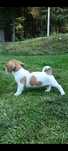 Jack russell terrier piesek nr.4