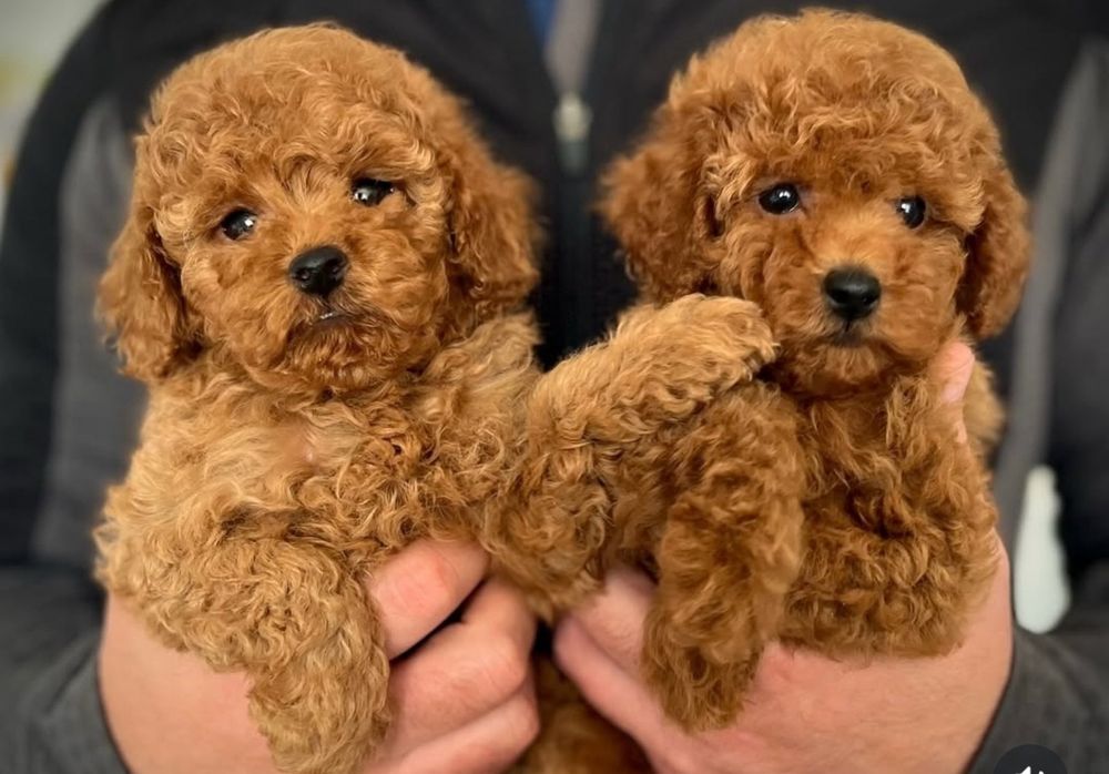 Красавчікі хлопці.той пудель .