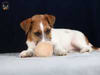 Jack Russell Terrier ZKwP FCI suczka w.złamany