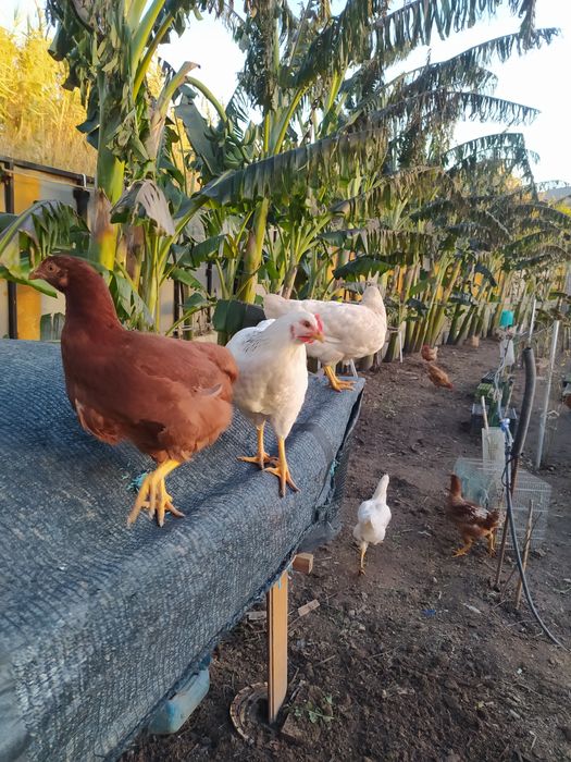 Galinha caseira criados  ar Livre, já a pôr ovos