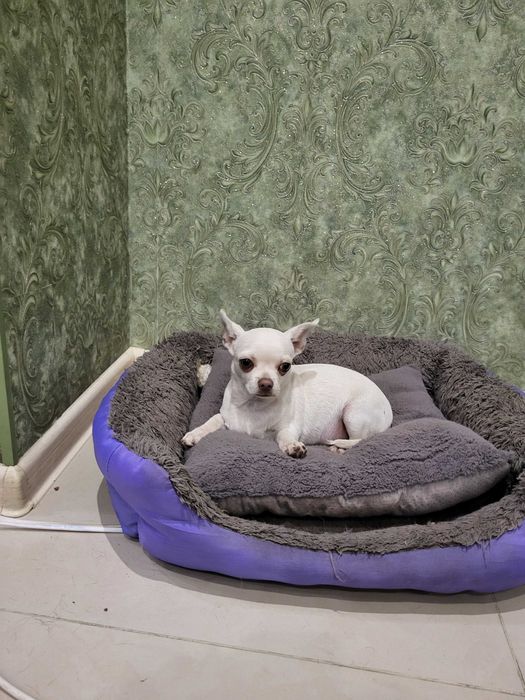 Продам щенков чихуахуа