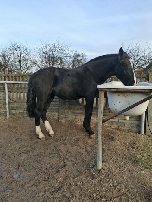 Konie Śląskie klacz