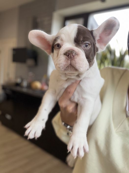 Французский бульдог девочка