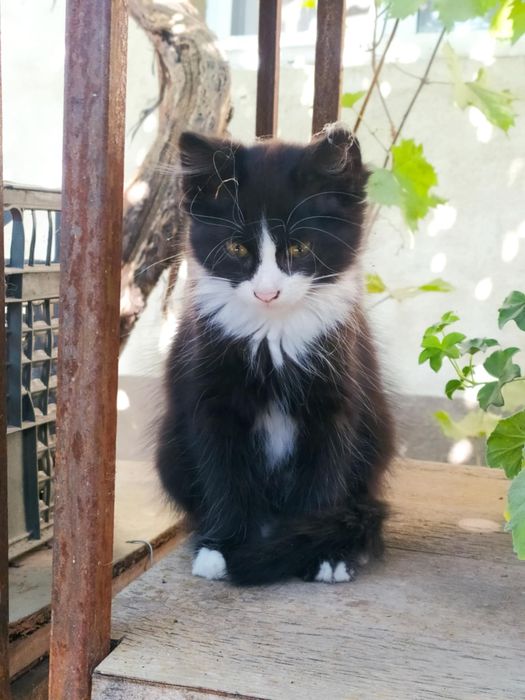 Віддам кицю в добрі руки