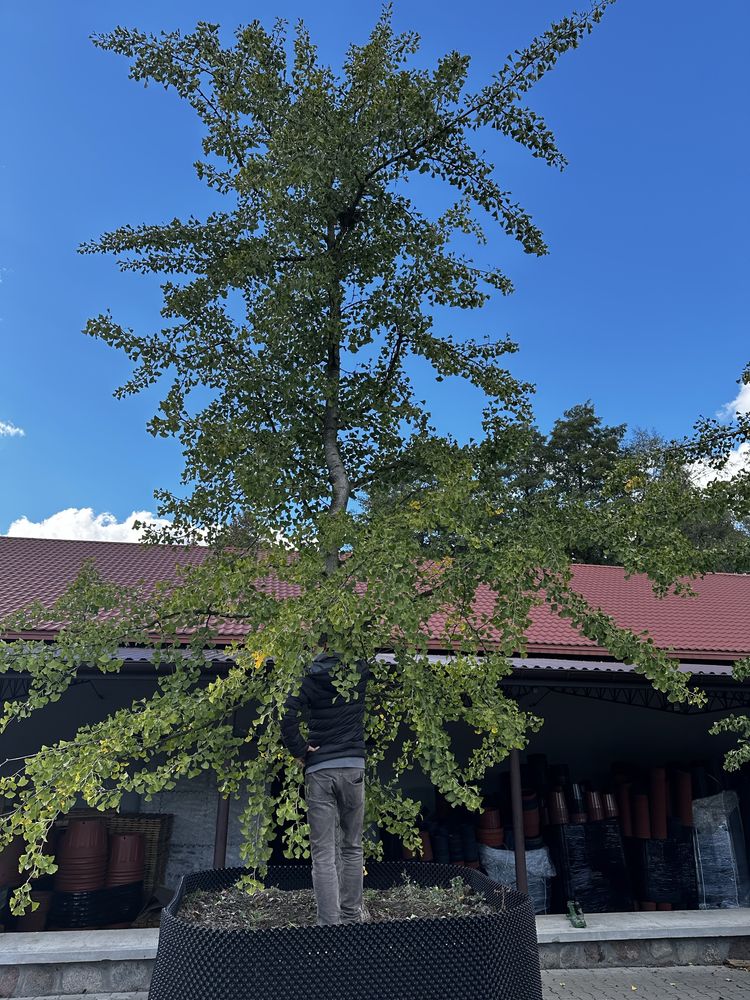 Wiąz górski duże drzewa. Obwód 20-40cm Klon Bonsai Dąb Lipa Szmaragd