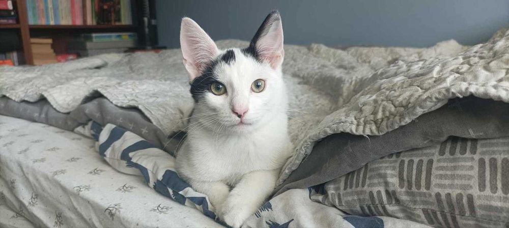 Remik i Romiś duet idealny