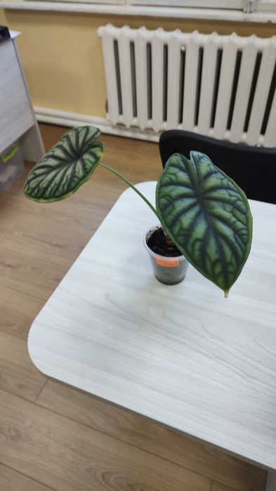 Алоказія Dragon Scale