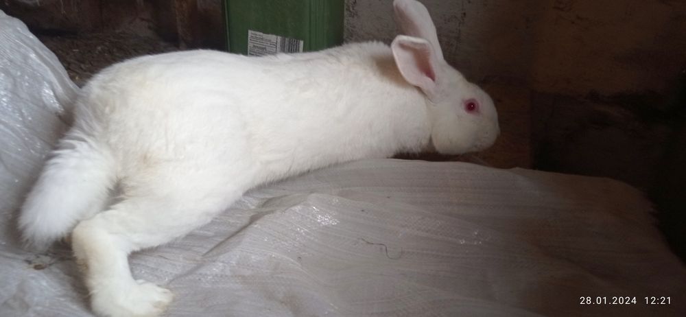 Кролі термонці самці