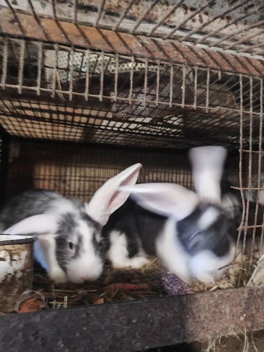 Продам кролики 2місячні.