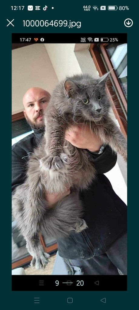 Mainecoon Kocurek czarny ze srebrem Felis Polonia