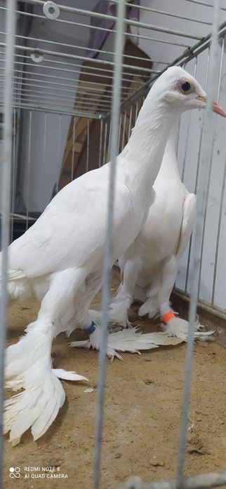 Bocian bociany samica